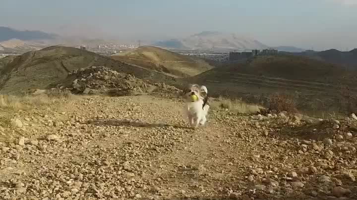 Cute dog running funny video