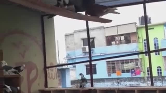 Who love pigeon video-1