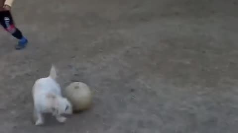 Cute baby dog playing football with amazing skills 😍