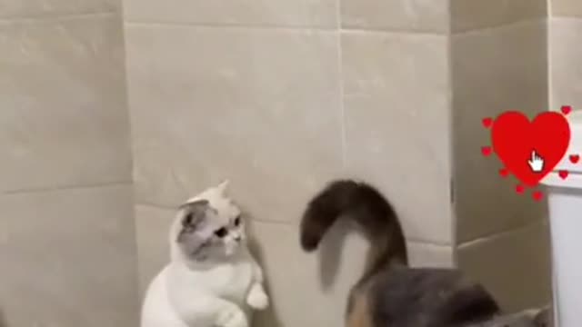 funny cat videos #08