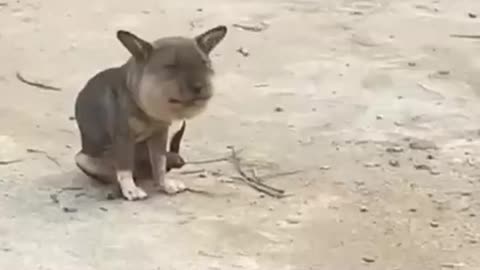 Funny animal video