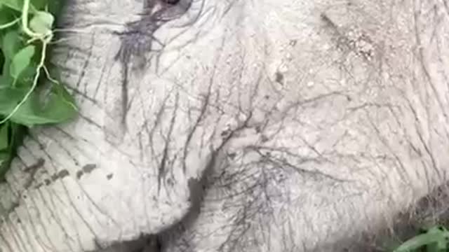 the baby elephant is exhausted mother used to fan the baby elephant with love