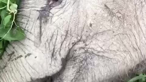 the baby elephant is exhausted mother used to fan the baby elephant with love