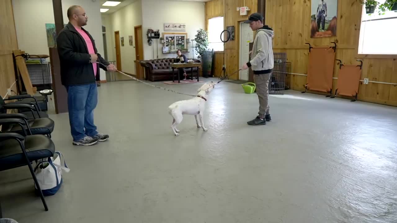 Leash Reactive Dog Training