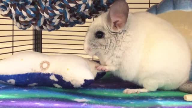 Chinchilla Angry at his Pillow