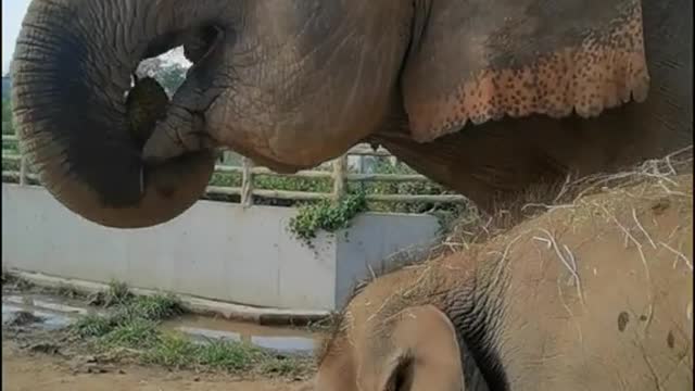 Little elephant eats residue