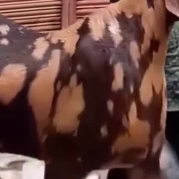 Biggest goat you have ever seen before