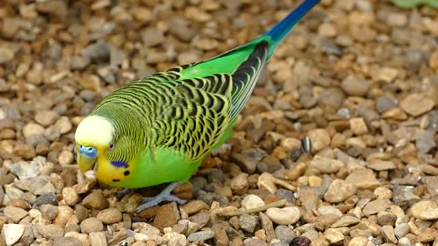 cute and unique animals