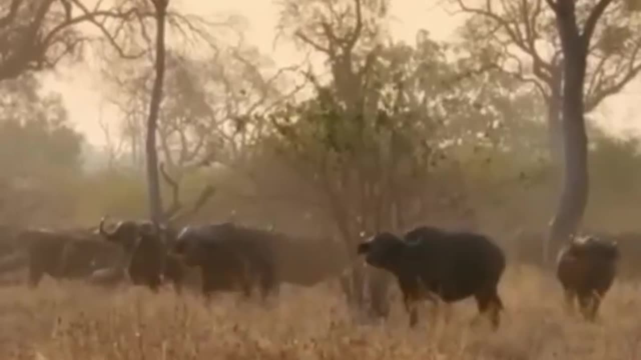 Herd of angry buffalo scared leopard away.