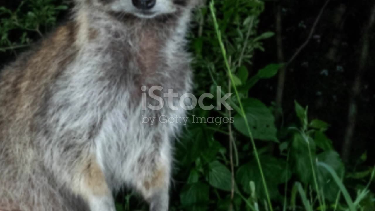 Raccoon Revelations: Unveiling Surprising Facts About Nature's Bandits!