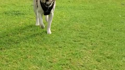 Dog playing with ball in the park and enjoying.