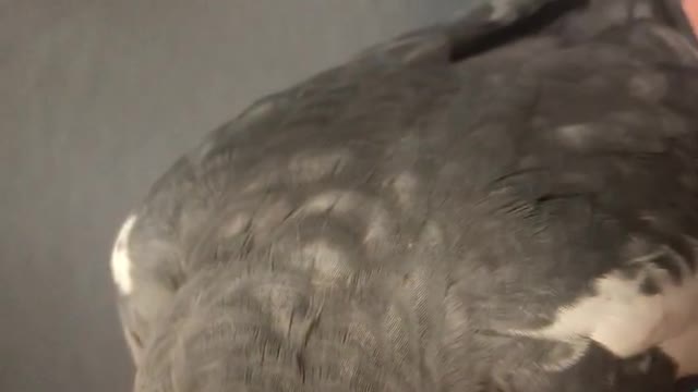 Bird Believes He's a Phone Alarm