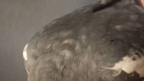 Bird Believes He's a Phone Alarm