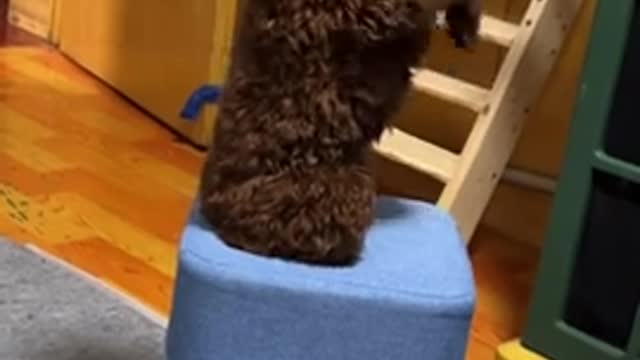 Cutest dogs that make you feel lovely 😹 Funny Animals videos