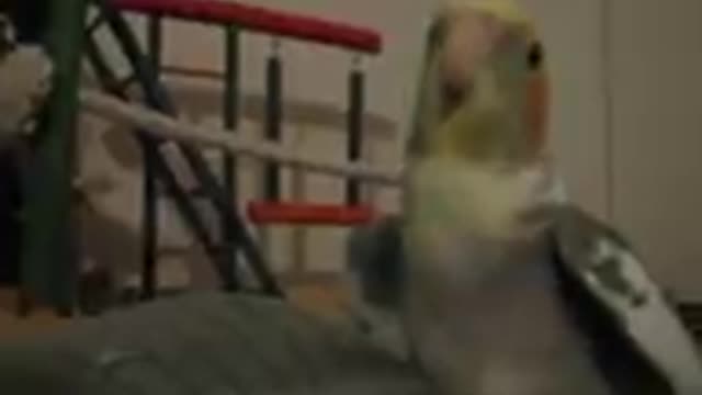 Cockatiel singing