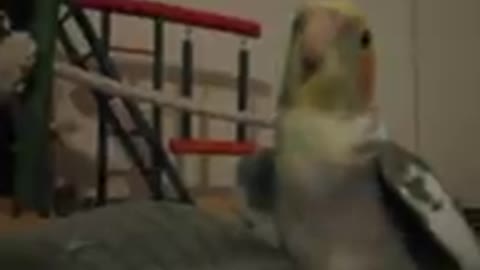 Cockatiel singing