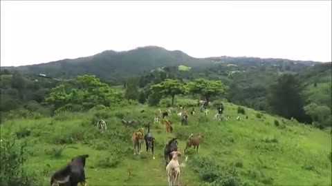 Territorio_de_Zaguates__Land_of_The_Strays__Dog_Rescue_Ranch_Sanctuary