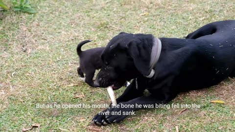 dog with a bone story