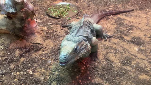 Iguana at the Tulsa Zoo