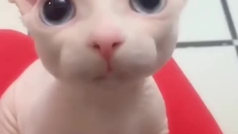 The cutest bald