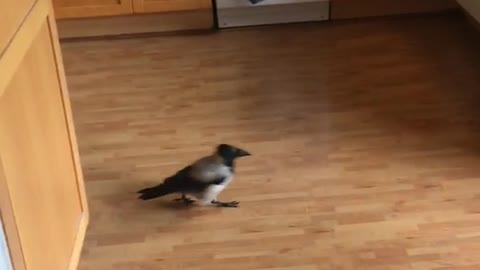 Black bird inside house walking in kitchen