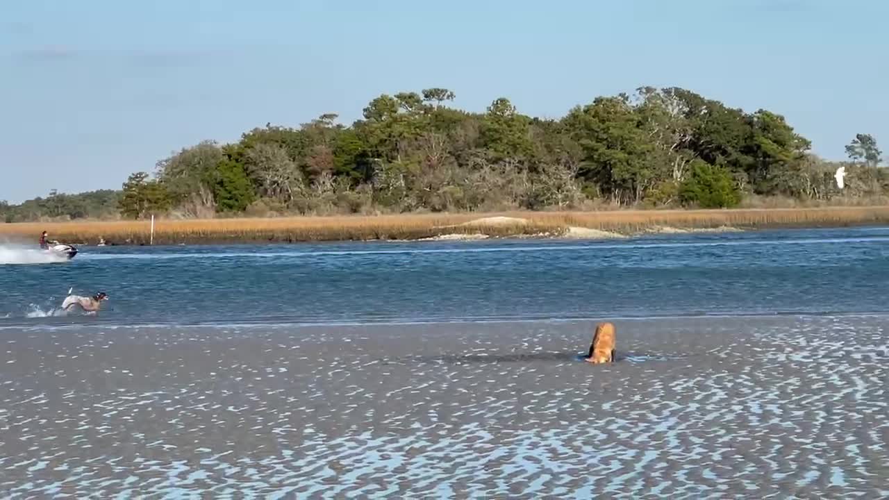 GSP Chases Egret While Golden Retriever Digs