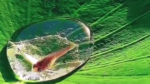 Fish in a drop of water on a lotus leaf