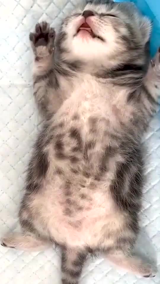 Guess what dream it doing now