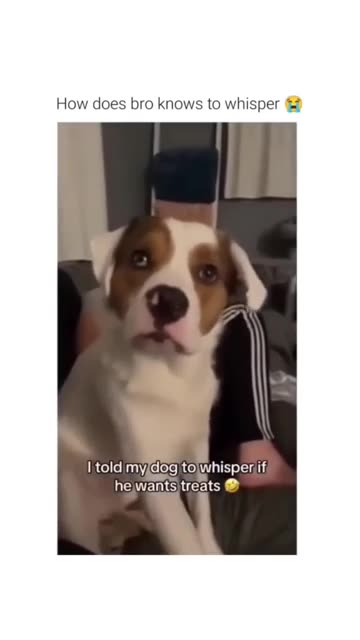 Funny animals - Funny moments cought on camera