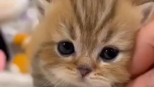 cute little kitty(●'◡'●)😽😘