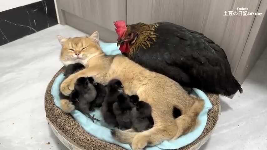 The hen was surprised!Kittens know how to take care of chicks better than hens.Cute andinteresting😊