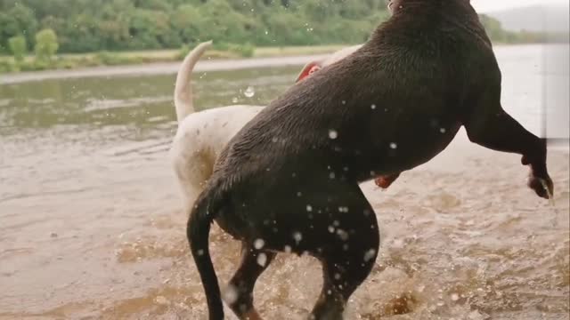 Cute dogs playing in water,rain