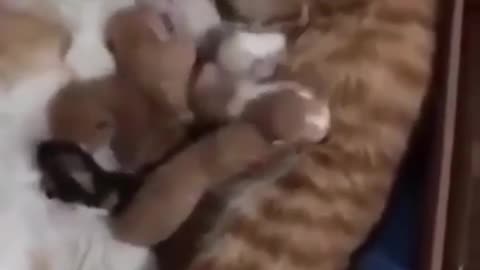 Cute lovely❤ pets
