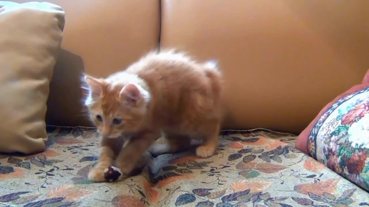 Cute cat playing with mouse toy