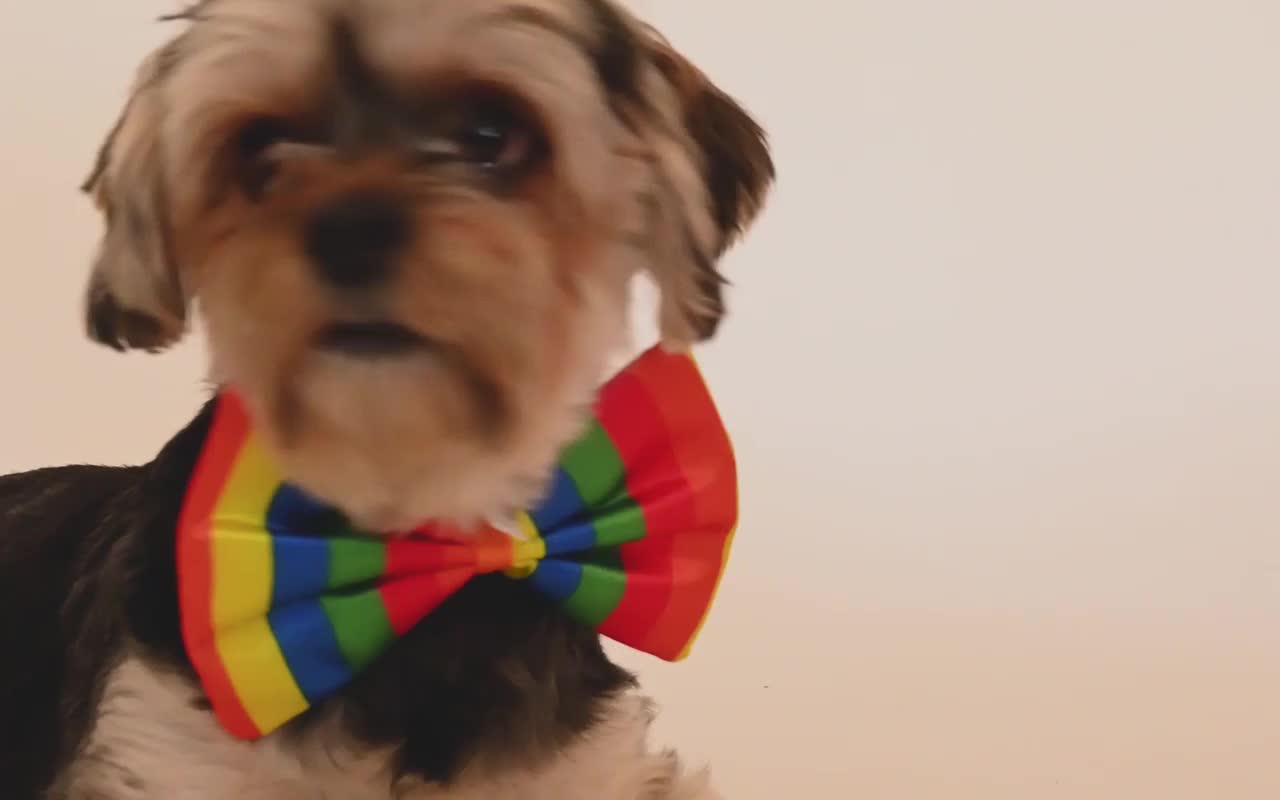 Funniest Animals - Best Of The 2021 Funny Animal Videos #8
