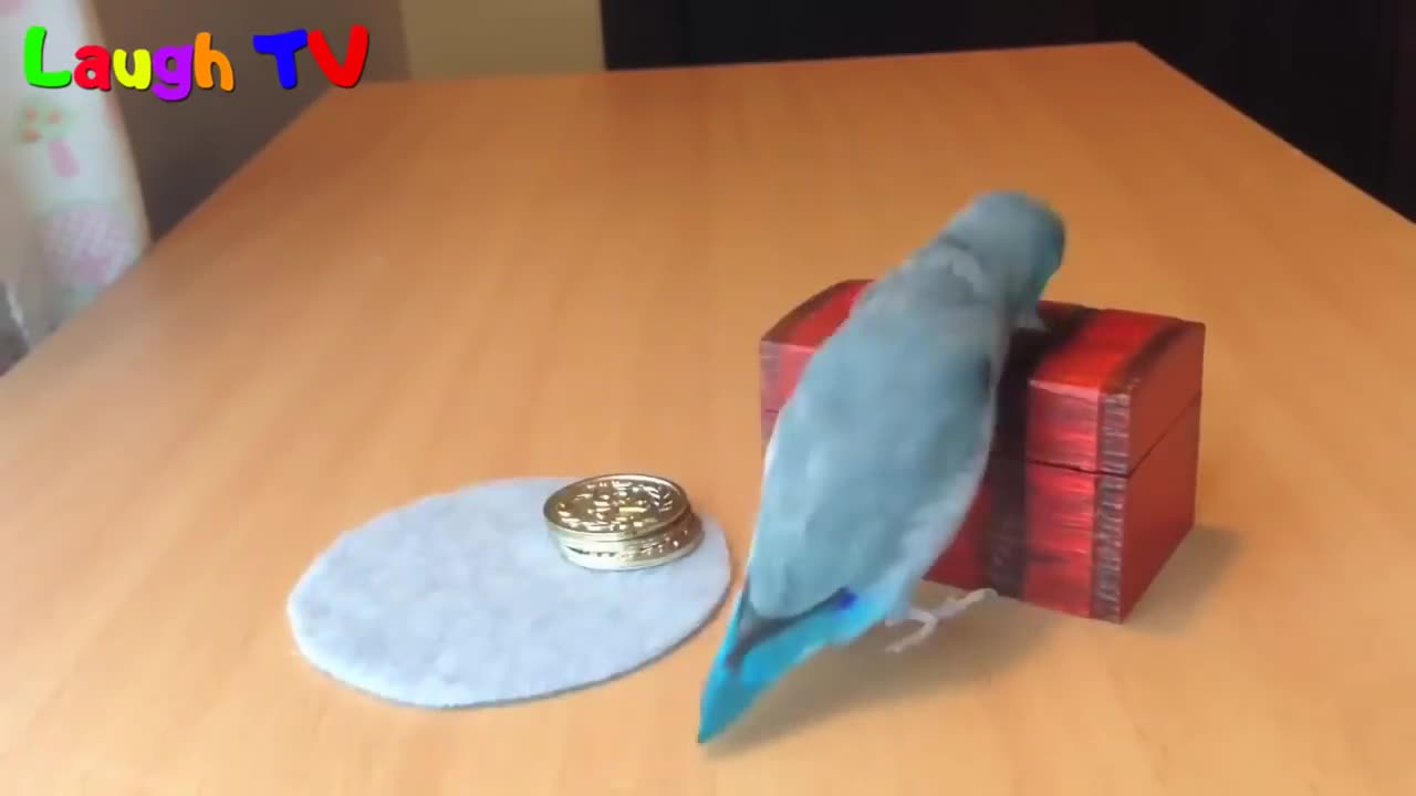 CUTE BIRD TRICK ! FUNNY PARROT AND BIRD VIDEOS ! FUNNY PARROT COMPILATION !!!