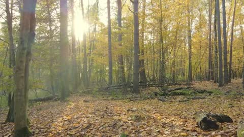 AUTUMNAL FOREST SLOW WALK