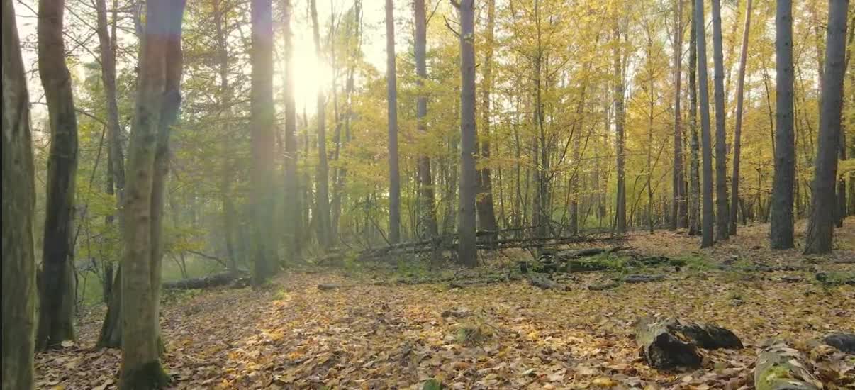 AUTUMNAL FOREST SLOW WALK