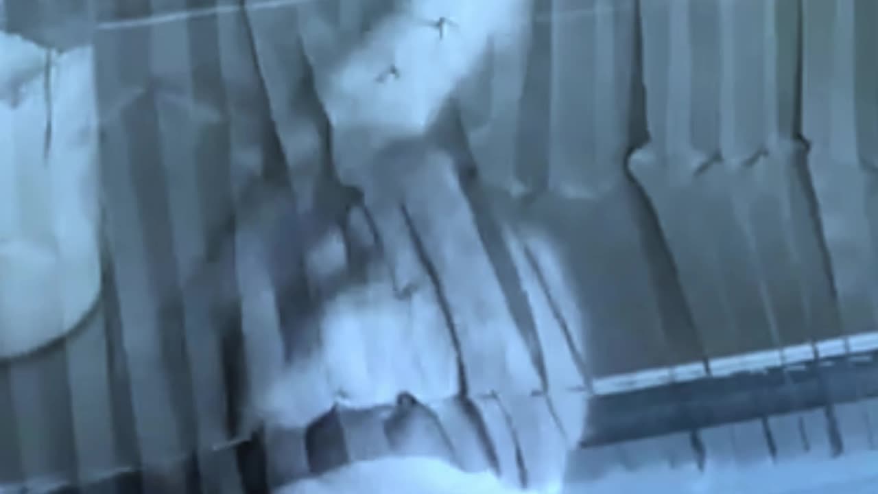 Funny Cat Video