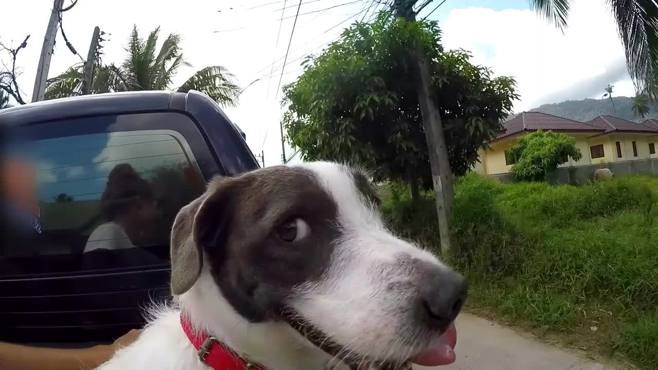 Happy Dog Smiling with Tongue Driving in Car on Road