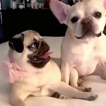 Pug hits its best dog friend but they still love each other 😍