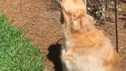 Cool Pup Puts on Concert