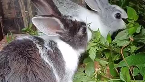 Beautiful animal trending video
