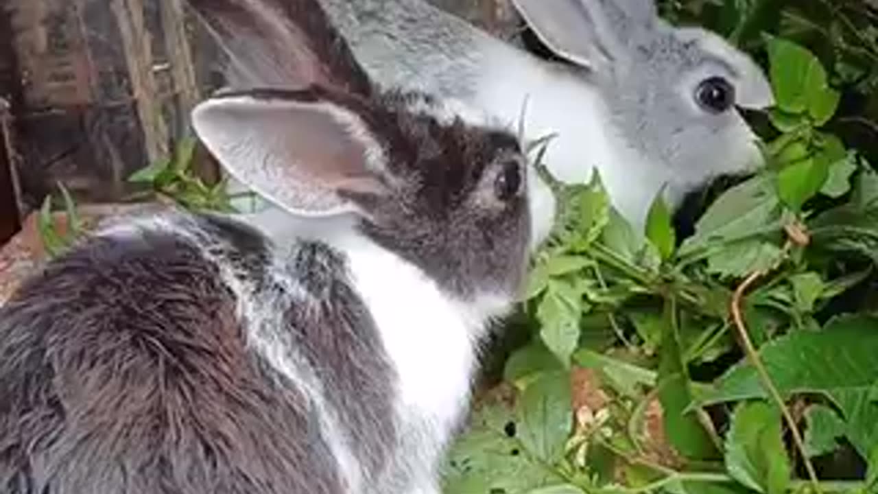 Beautiful animal trending video