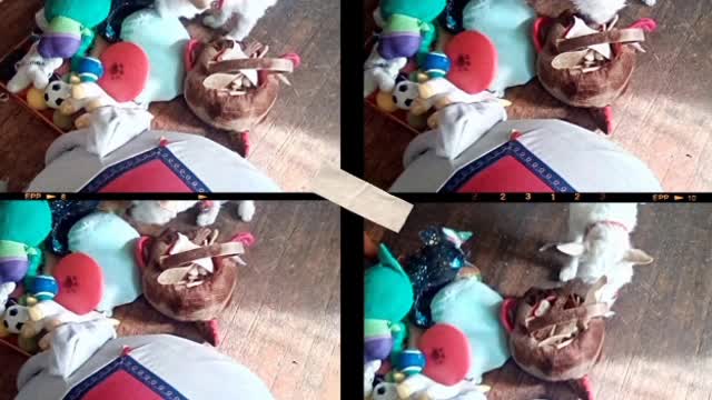 today video