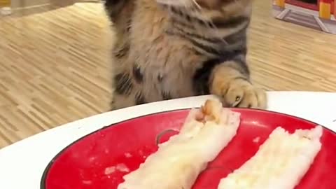 gluttonous cat