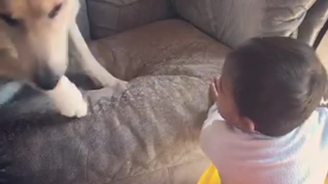 Lazy dog doesn’t want to play with little brother