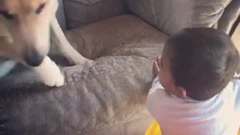 Lazy dog doesn’t want to play with little brother