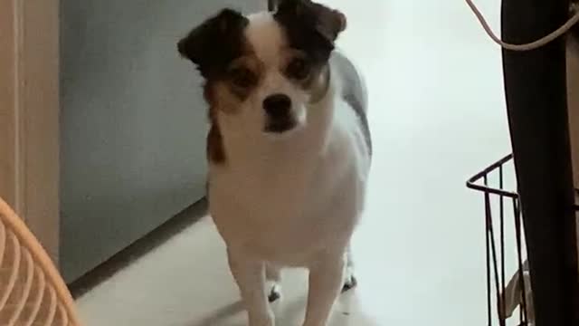 When i said “wanna eat in korean” to my dog