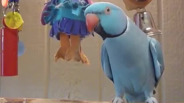 Sky dancing and talking- 3 yr old Indian Ringneck Parrot